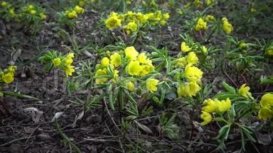 视频滑块。 裸子植物-<strong>昙花</strong>一现的花，野生黄色的初花。 从乌克兰红皮书中难得看到。